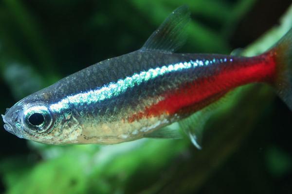 红绿灯鱼过多久才能长大，一般需要6-8个月