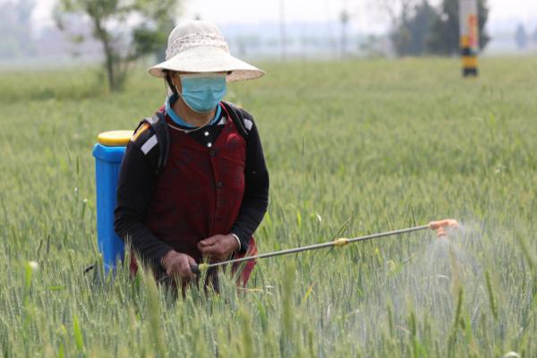 小麦硬草防除方法，可农业防除也可化学防除