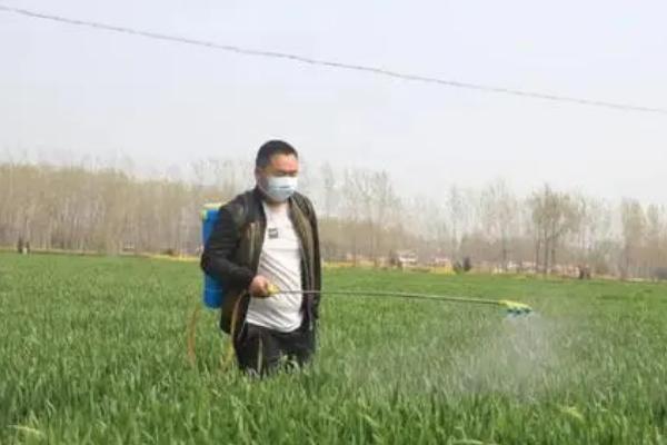 小麦硬草防除方法，可农业防除也可化学防除