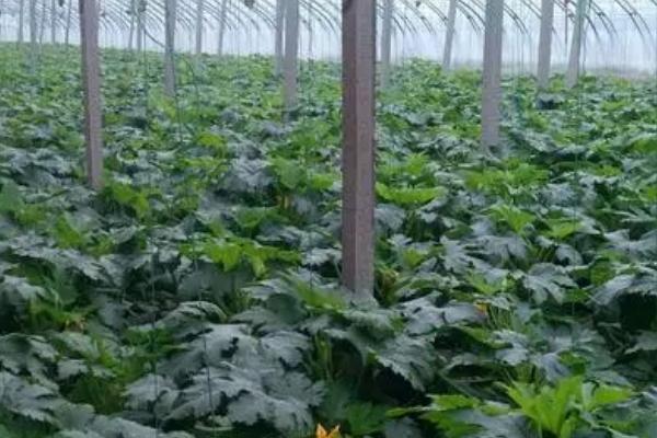 如何防治西葫芦尖嘴瓜，要减少化肥施用量且增施有机肥