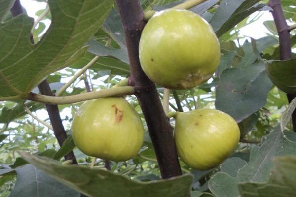 无花果的品种，常见的有布兰瑞克、青皮、波姬红等