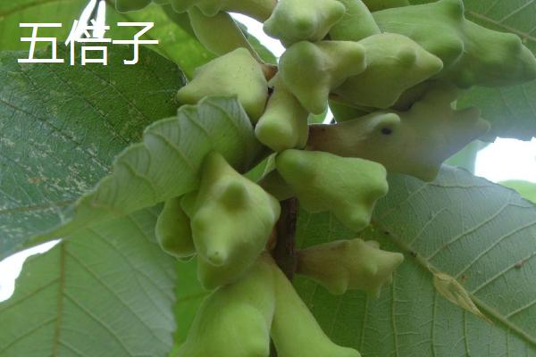 五倍子是五味子吗，是不同的两种植物