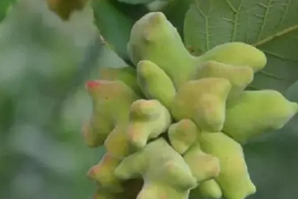 五倍子是五味子吗，是不同的两种植物