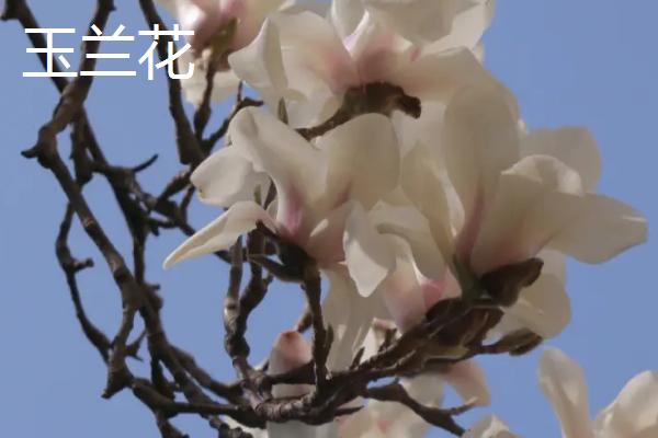 白兰花和玉兰花的区别，科属、形态、产地等均不同