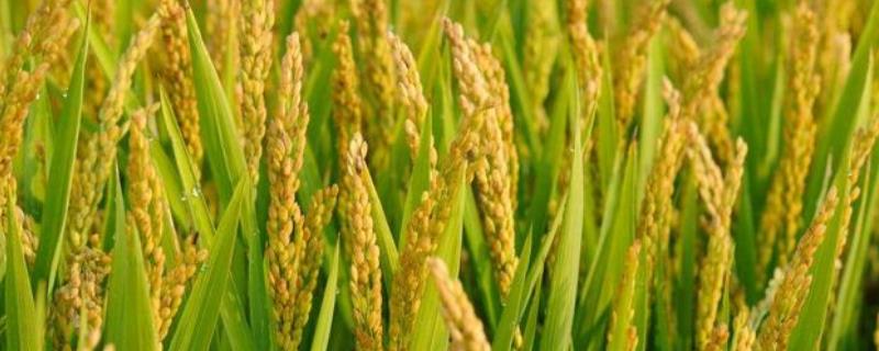 韵两优570水稻品种的特性，籼型两系杂交水稻品种