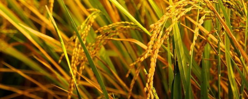 禾广丝苗水稻种子特点，全生育期120.1天