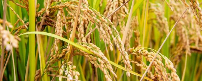 泰谷优533水稻种子特点，宜适时提早播种