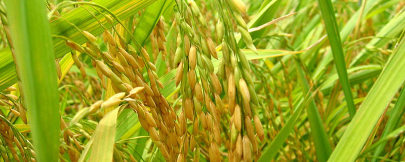 中两优018水稻种简介，每亩有效穗数16.4万穗