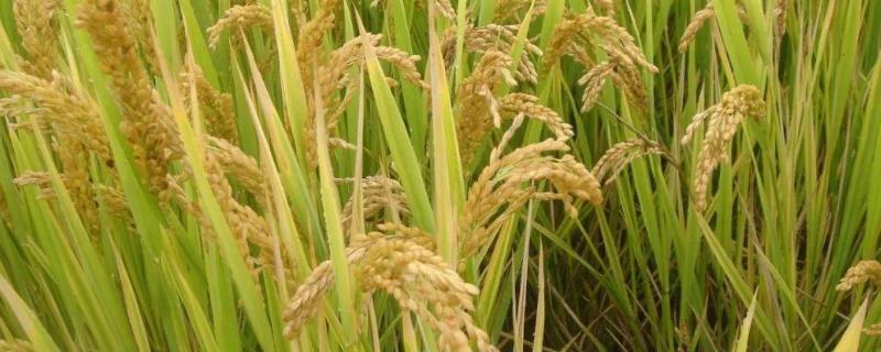 福泰768水稻品种简介，肥力偏低田块适当增加密度