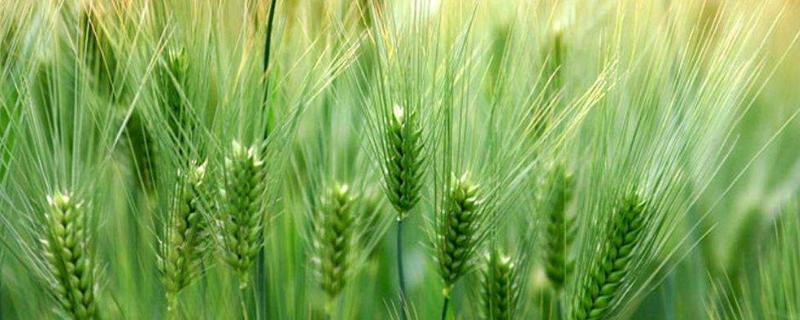 山农59小麦品种简介，每亩基本苗10-18万