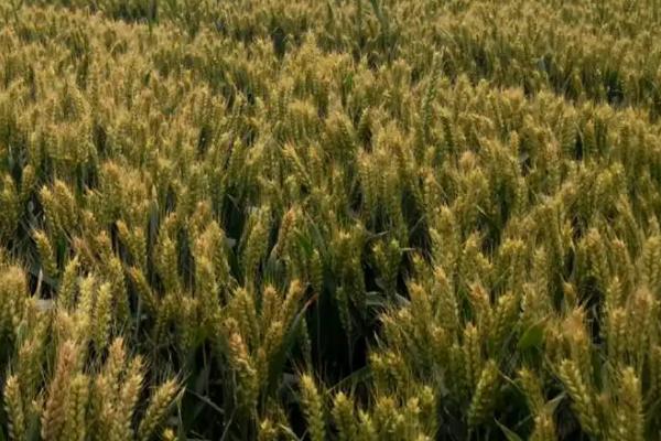 山农66小麦种简介，属中强筋品种
