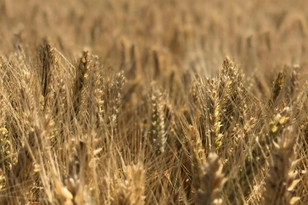 莘麦808小麦种子特点，每亩基本苗18-20万