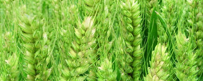 济儒麦25小麦种子特点，适宜播期10月上旬