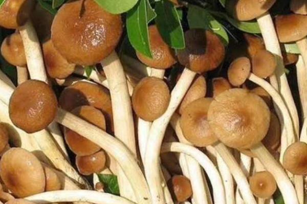 茶树菇的常见病虫害，常见的有软腐病、青霉病、白斑病等