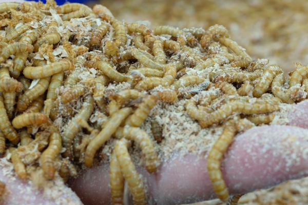 蛋白虫变成甲壳虫怎么饲养，需配备网筛供成虫产卵使用