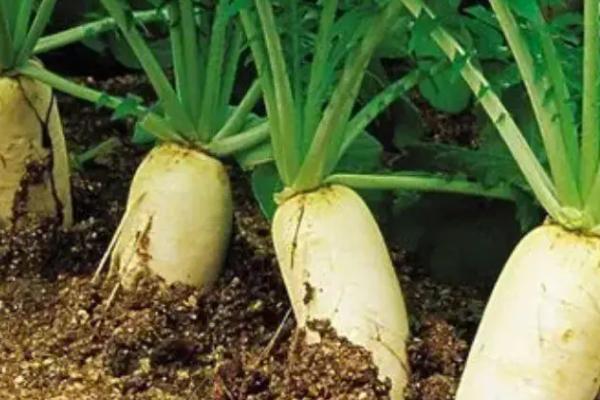 8月底适合种植什么蔬菜，可以种秋菠菜、茼蒿、香菜等