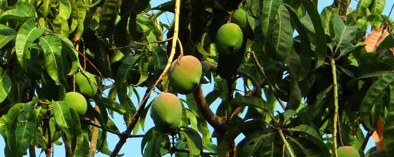 种植芒果的环境条件，适宜生长的温度在25℃左右