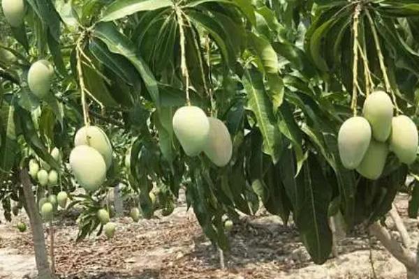 种植芒果的环境条件，适宜生长的温度在25℃左右