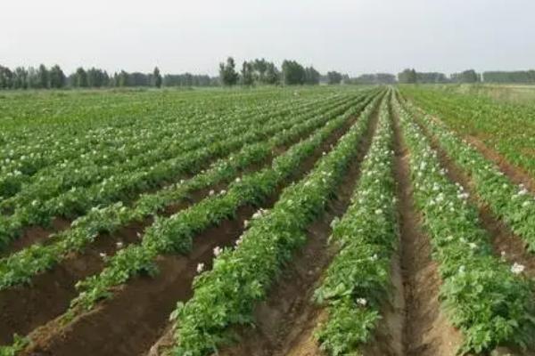 马铃薯种植怎么施肥，基肥需重施