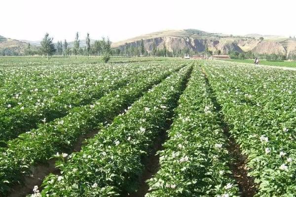 马铃薯种植怎么施肥，基肥需重施