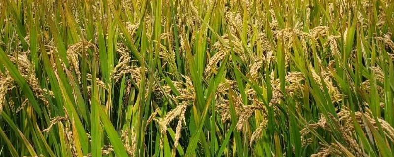 爽两优132水稻种简介，每亩有效穗数17.9万穗
