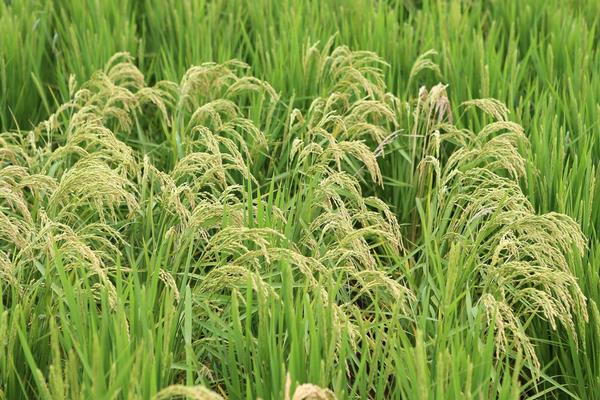 徽两优粤禾丝苗水稻种子介绍，每亩有效穗数17.1万穗