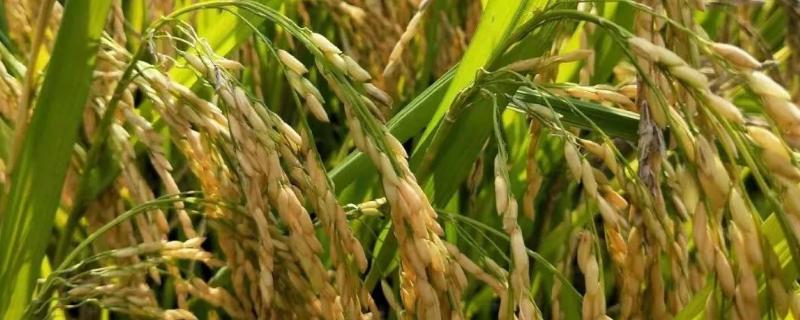 冈8优517水稻种子介绍，每亩有效穗数14.3万穗