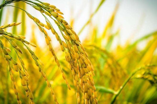 荃9优220水稻种简介，每亩栽足基本苗8万左右