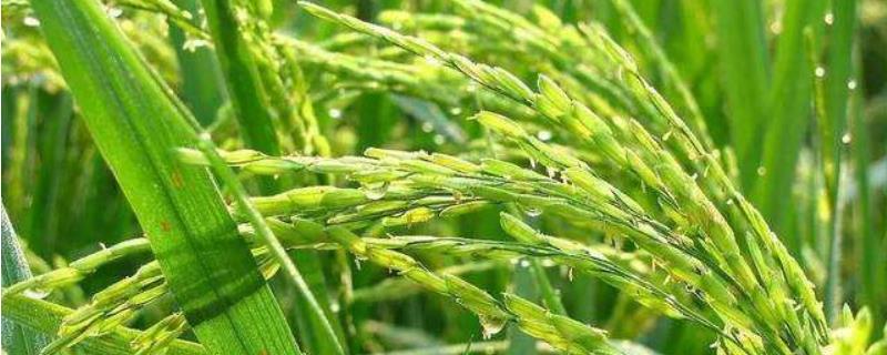和两优晶丝水稻品种的特性，全生育期114.3天