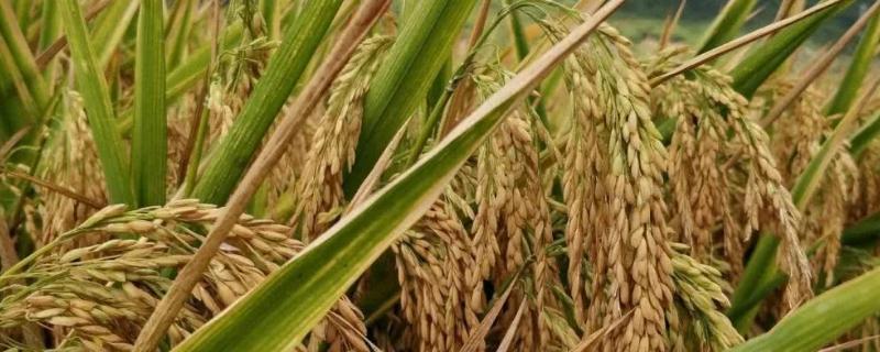 C两优412水稻种子简介，适宜播种期为4月底－5月中旬