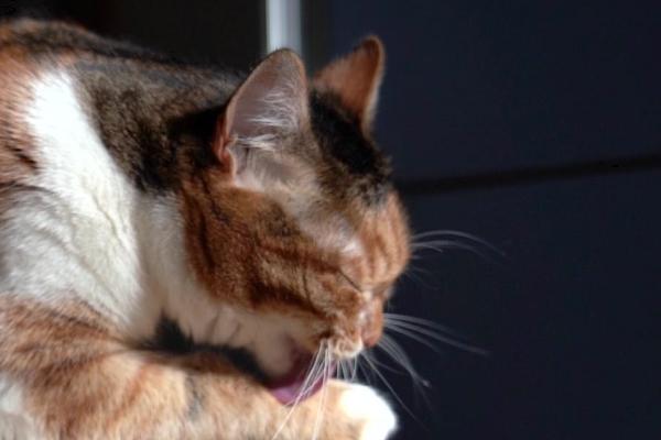 猫咪舔毛变得频繁的原因，可能是身上较脏或情绪焦虑等