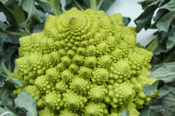 宝塔花椰菜的育苗技术要点，苗期白天的适宜温度为20-24℃