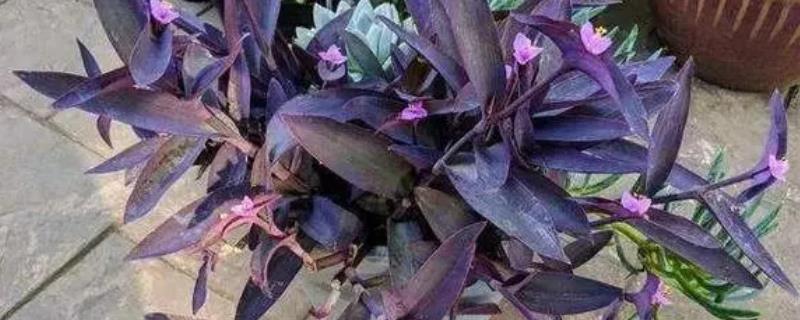 紫鸭趾草怎么栽种，适合生长在水分充足的环境中