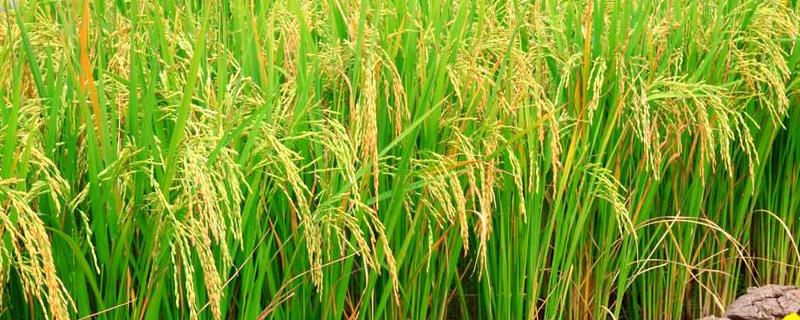 韵两优128水稻种子介绍，尤其注意防治稻瘟病