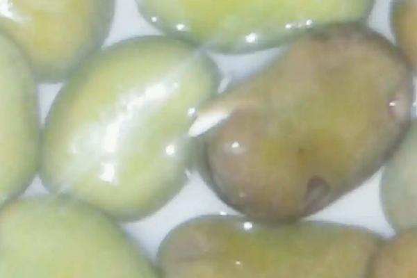蚕豆种子萌发时由哪个部位提供养料，萌发过程中由子叶提供养分