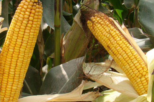 瑞华玉288玉米种子特征特性，一般6月中下旬播种