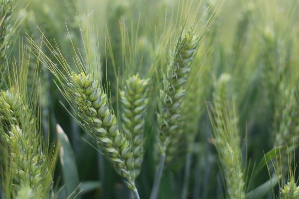 淮麦55小麦种子介绍，适宜播期10月15日-25日