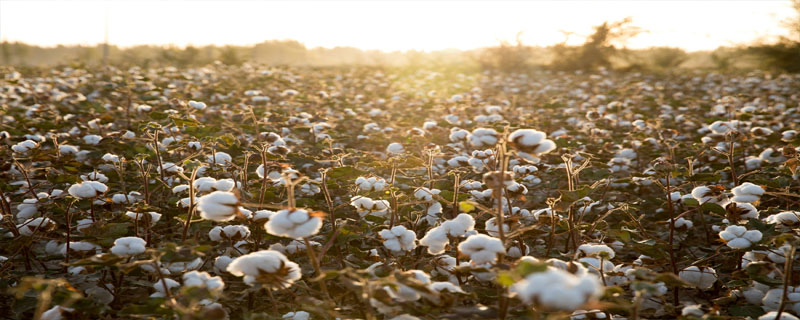 中棉425棉花种子简介，注意棉铃虫的后期防治