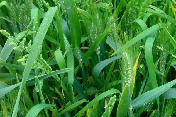 淮麦55小麦种子介绍，适宜播期10月15日-25日