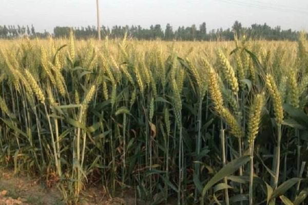 淮麦49小麦品种的特性，每亩有效穗40.7万