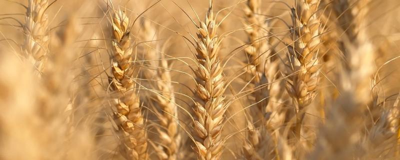 瑞华麦566小麦种子介绍，自然发病鉴定中抗赤霉病