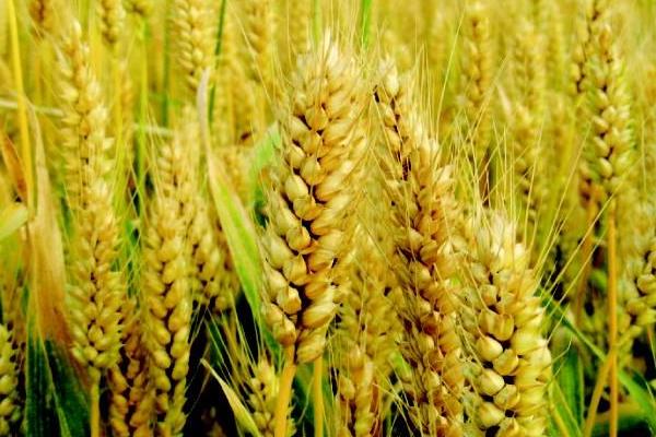 明麦13小麦品种的特性，适期播种每亩基本苗16万左右