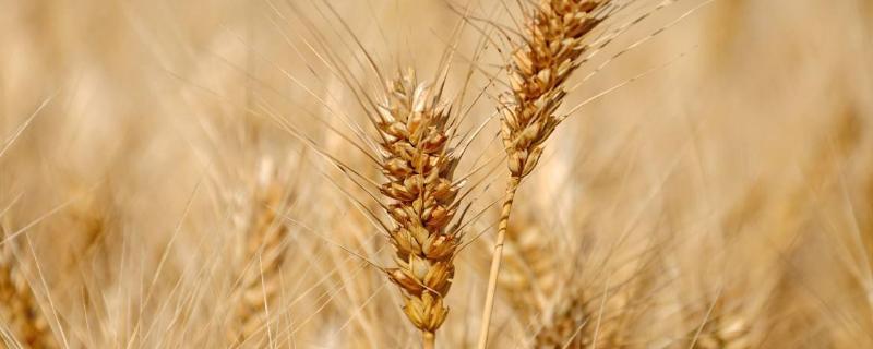 淮麦49小麦品种的特性，每亩有效穗40.7万