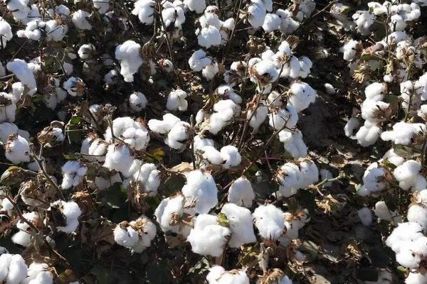 中棉425棉花种子简介，注意棉铃虫的后期防治