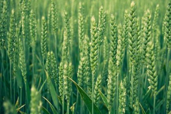 瑞华麦566小麦种子介绍，自然发病鉴定中抗赤霉病