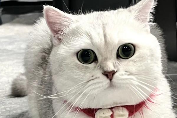 猫为什么会得湿疹，接触过敏性物质、过分舔毛等均会导致