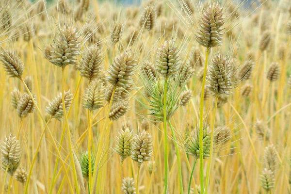 迁麦3号小麦种子介绍，半冬性小麦品种