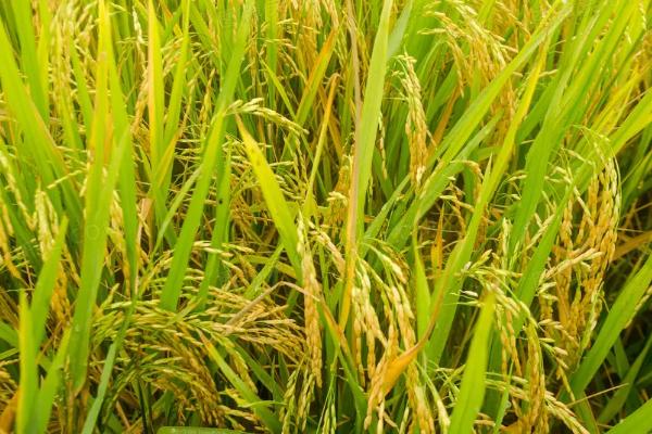 扬农粳1030水稻种简介，每亩1.8万穴