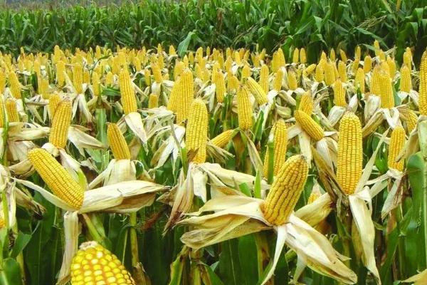 徽银糯1号玉米品种简介，鲜食玉米品种