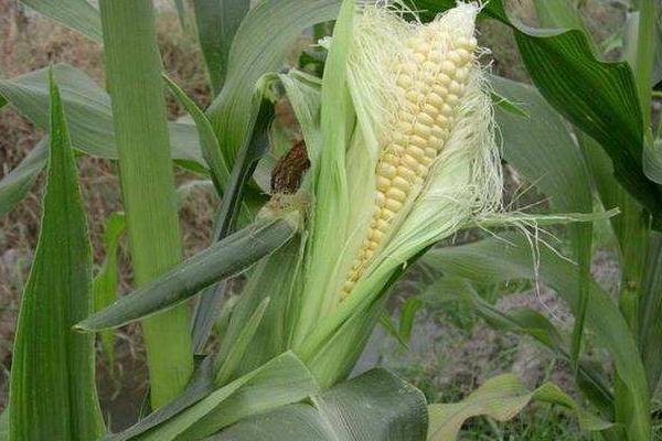 皖垦玉78玉米种简介，普通夏玉米品种